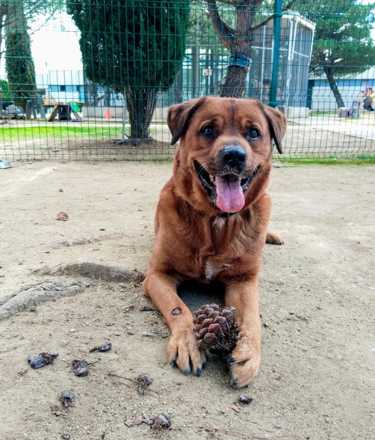 Oso,  Mixed Breed for adoption at Centro de Proteccion Animal de Madrid, Madrid