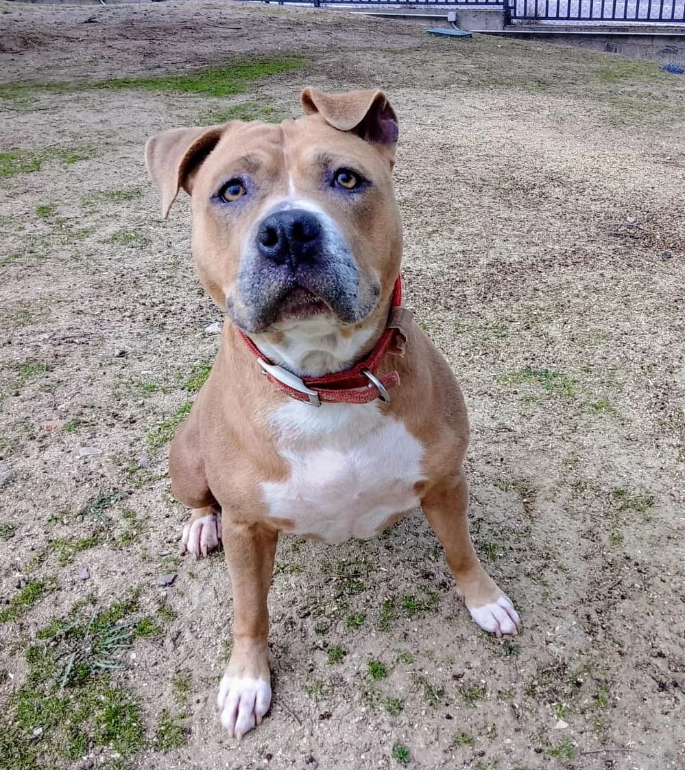 Lola,  American Staffordshire Terrier for adoption at Centro de Proteccion Animal de Madrid, Madrid