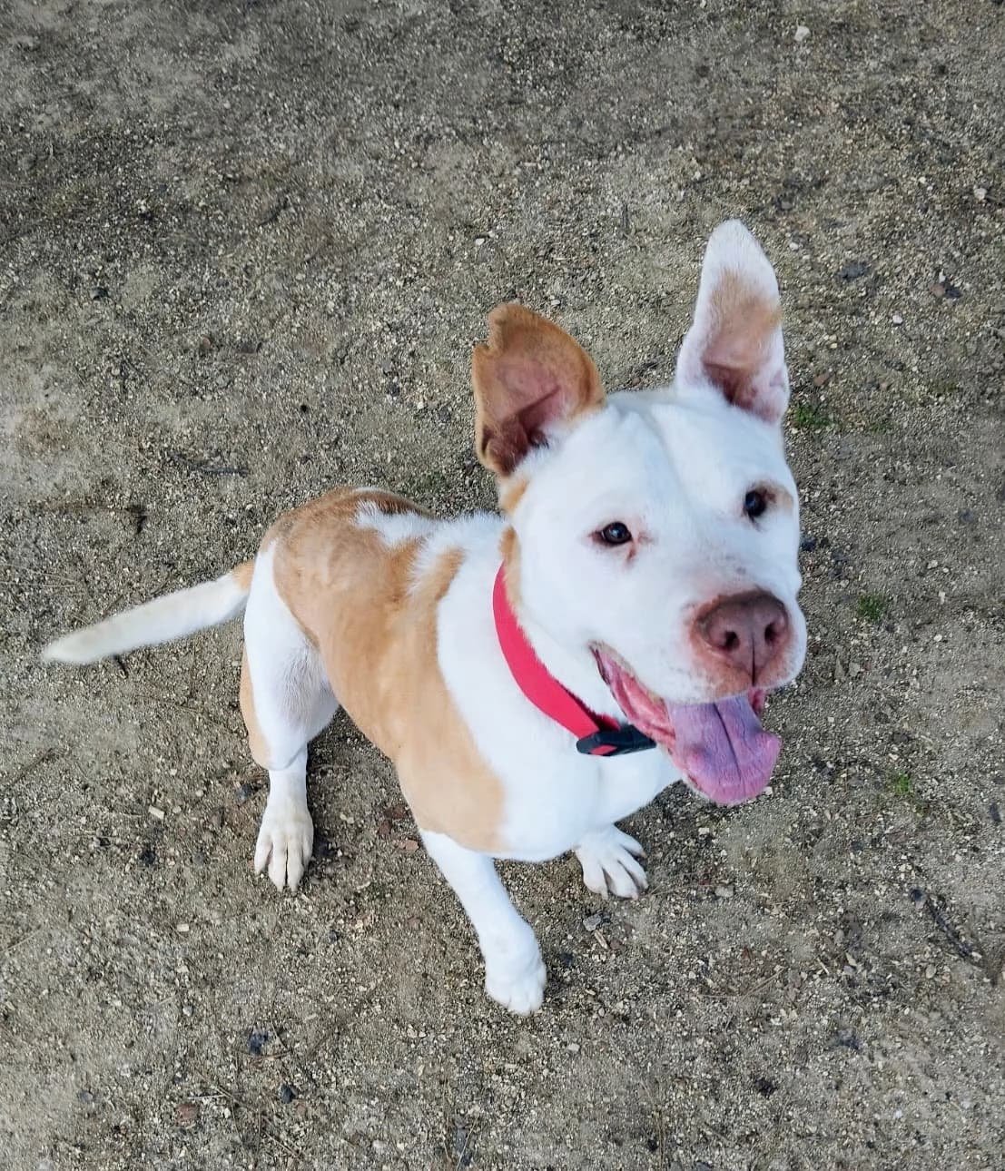 Lolo,  American Staffordshire Terrier for adoption at Centro de Proteccion Animal de Madrid, Madrid