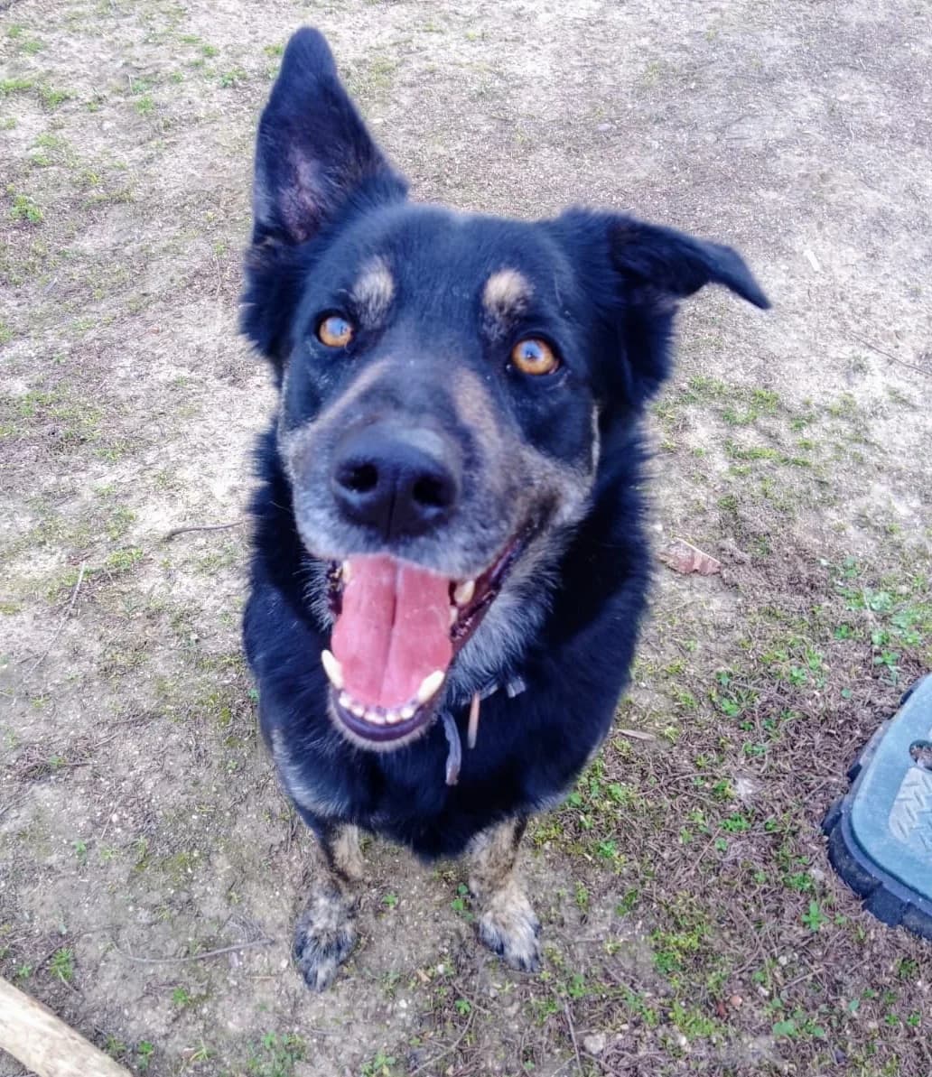 Mojito,  Mixed Breed for adoption at Centro de Proteccion Animal de Madrid, Madrid