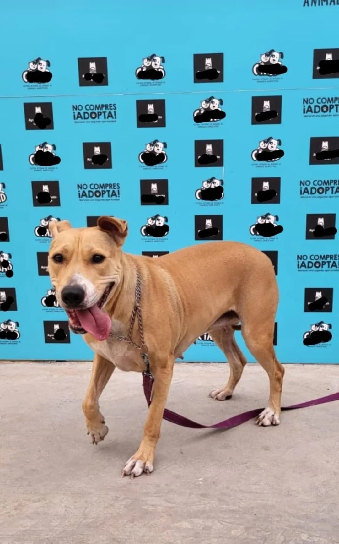 Duquesa, female Mixed Breed for adoption at Refugio Acción del Sol Tenerife