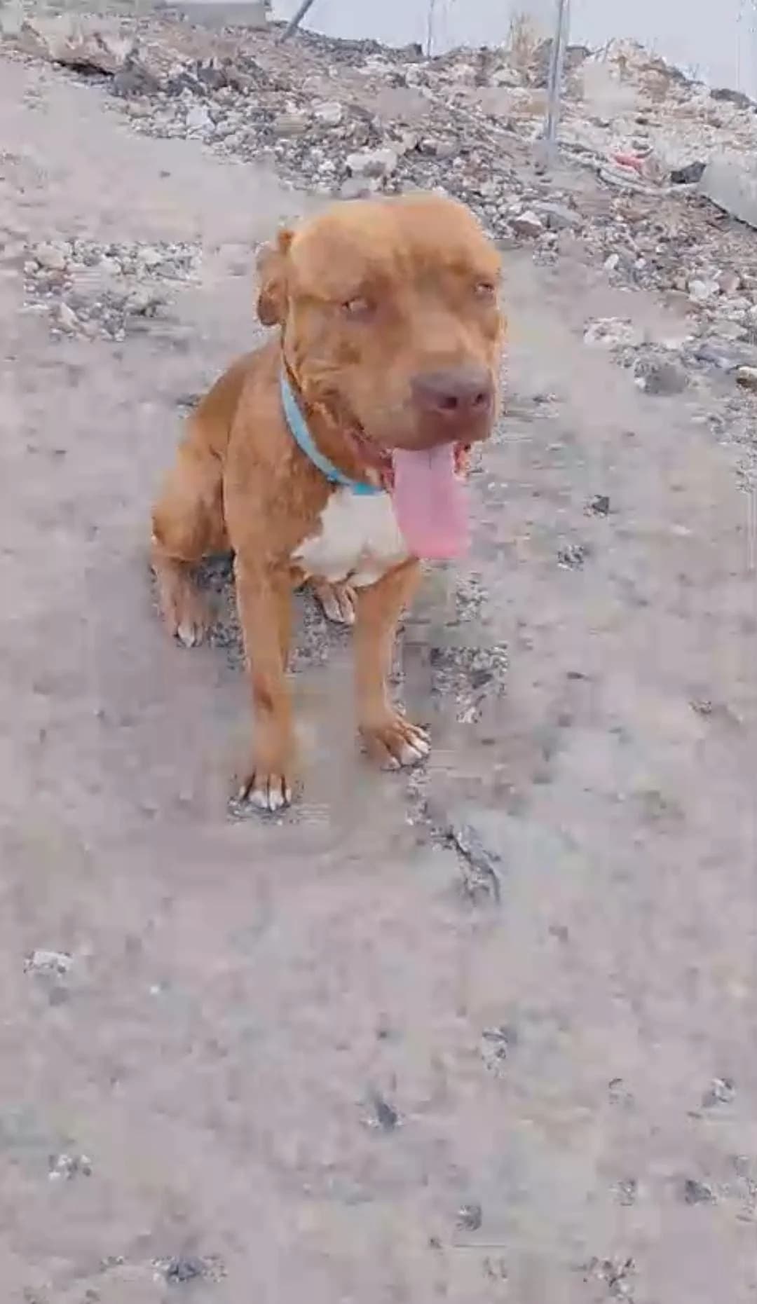 Turco, male Mixed Breed for adoption at Refugio Acción del Sol Tenerife