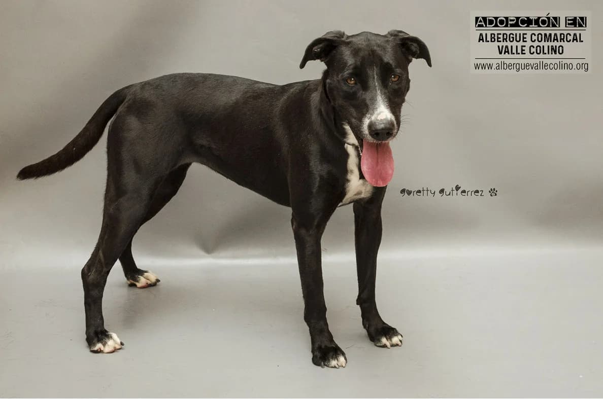 Duna, female Mixed Breed for adoption at Refugio Acción del Sol Tenerife