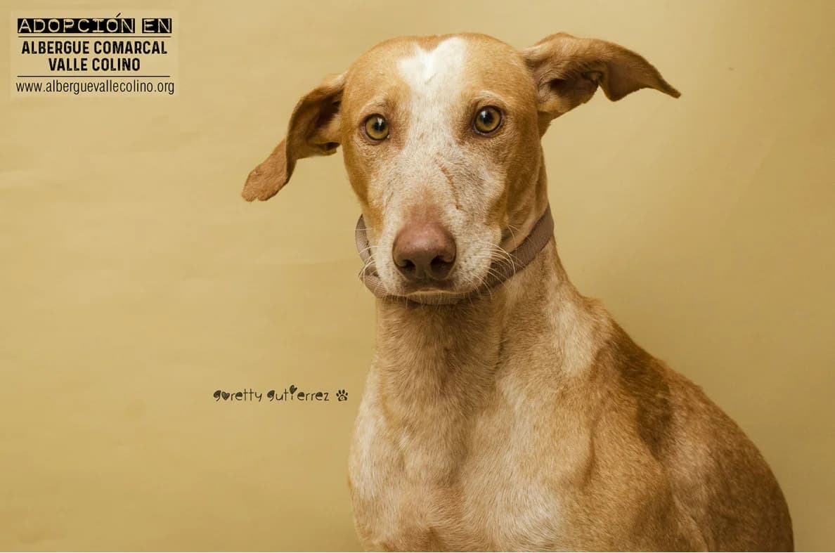 Edgar, male Mixed Breed for adoption at Refugio Acción del Sol Tenerife