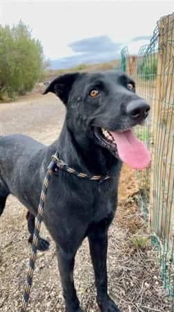 Connan, male Mixed Breed for adoption at Refugio Acción del Sol Tenerife