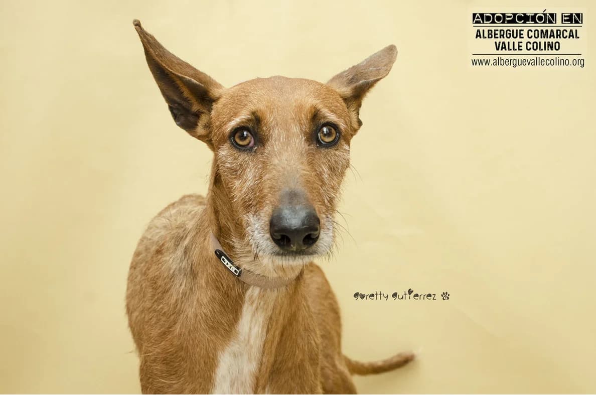 Rayo, male Mixed Breed for adoption at Refugio Acción del Sol Tenerife