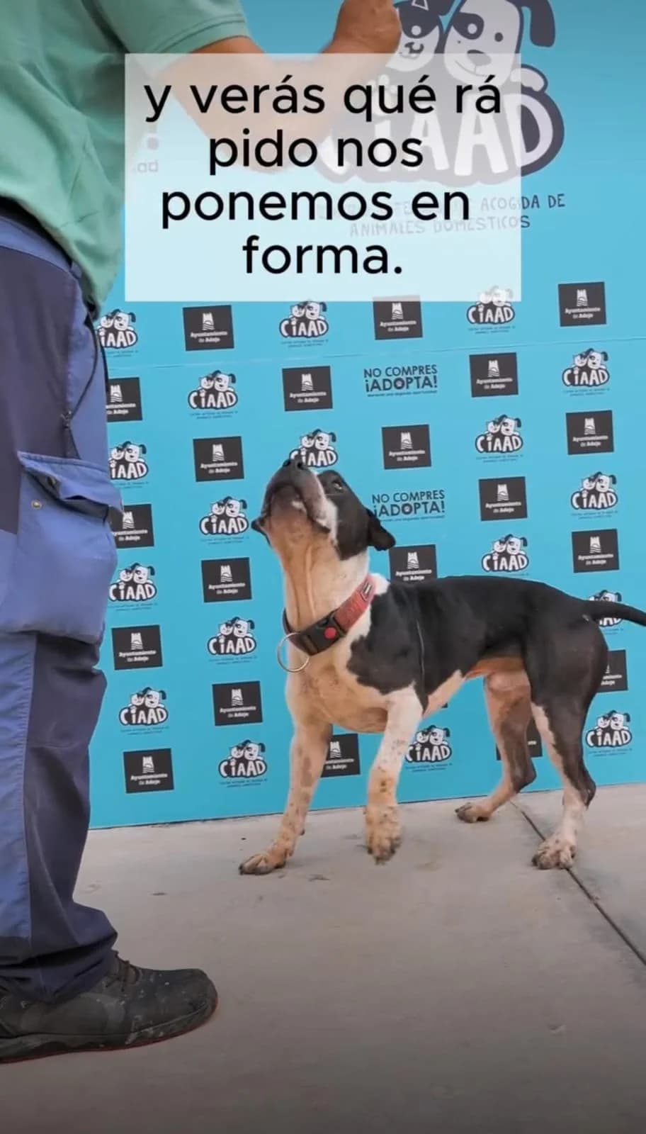Sultán, male Mixed Breed for adoption at Refugio Acción del Sol Tenerife