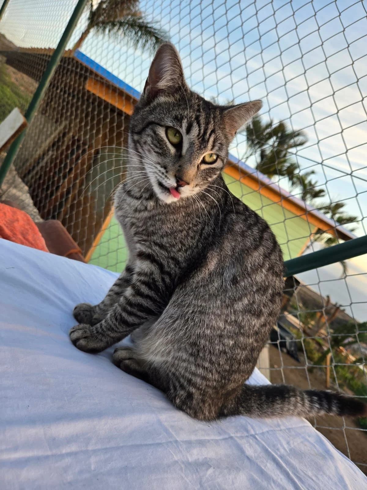 Maxi, male Mixed Breed for adoption at Refugio Acción del Sol Tenerife