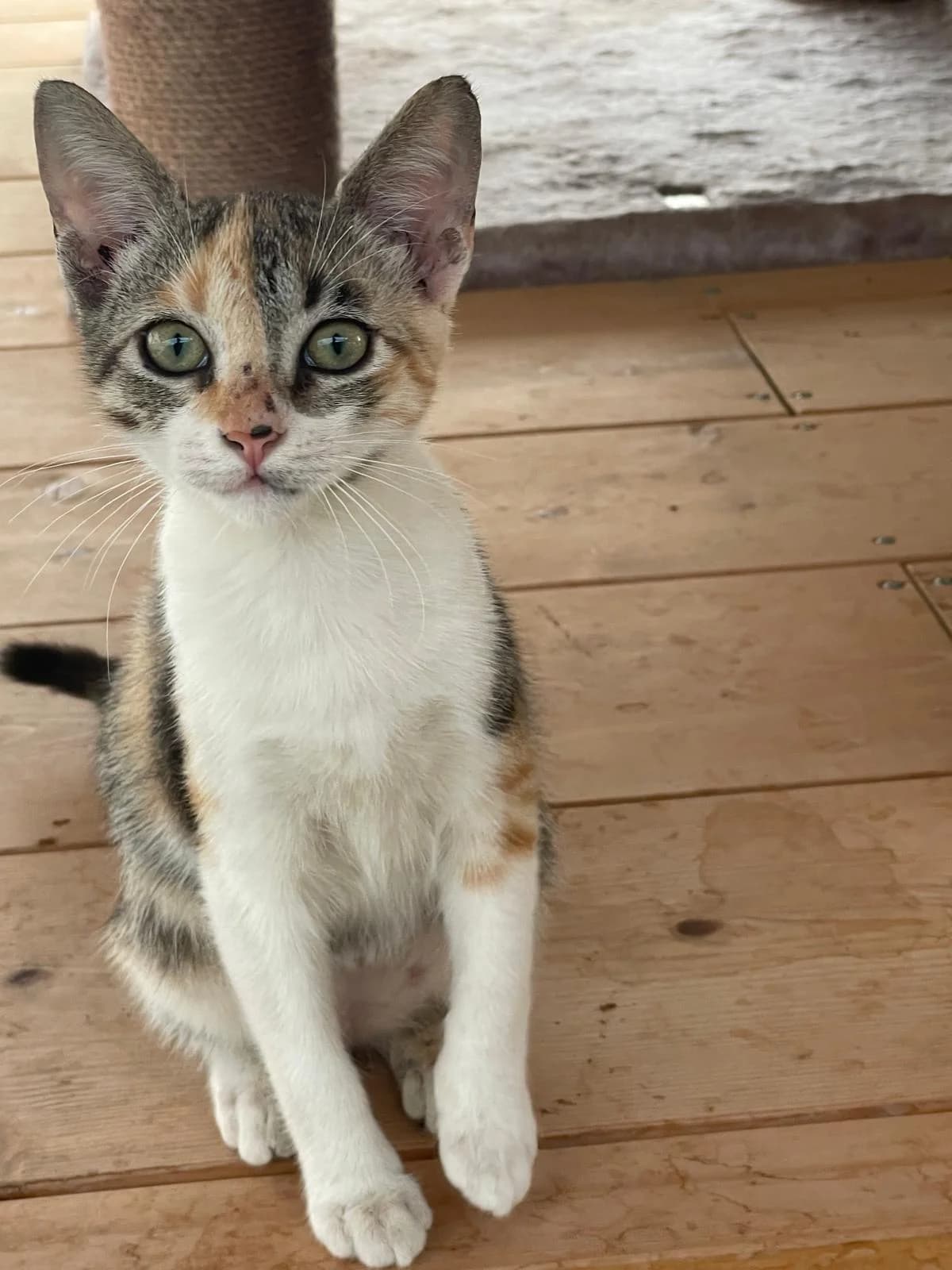 Milly, female Mixed Breed for adoption at Refugio Acción del Sol Tenerife