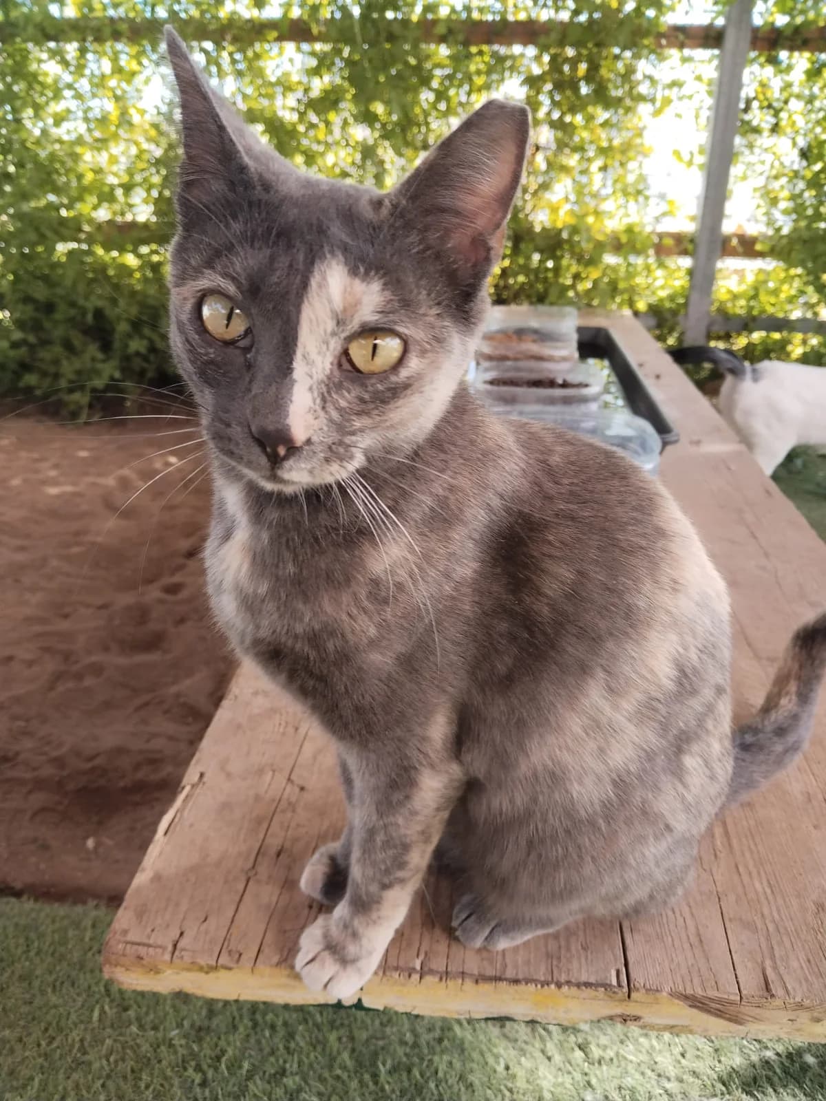 Carey, female Mixed Breed for adoption at Refugio Acción del Sol Tenerife