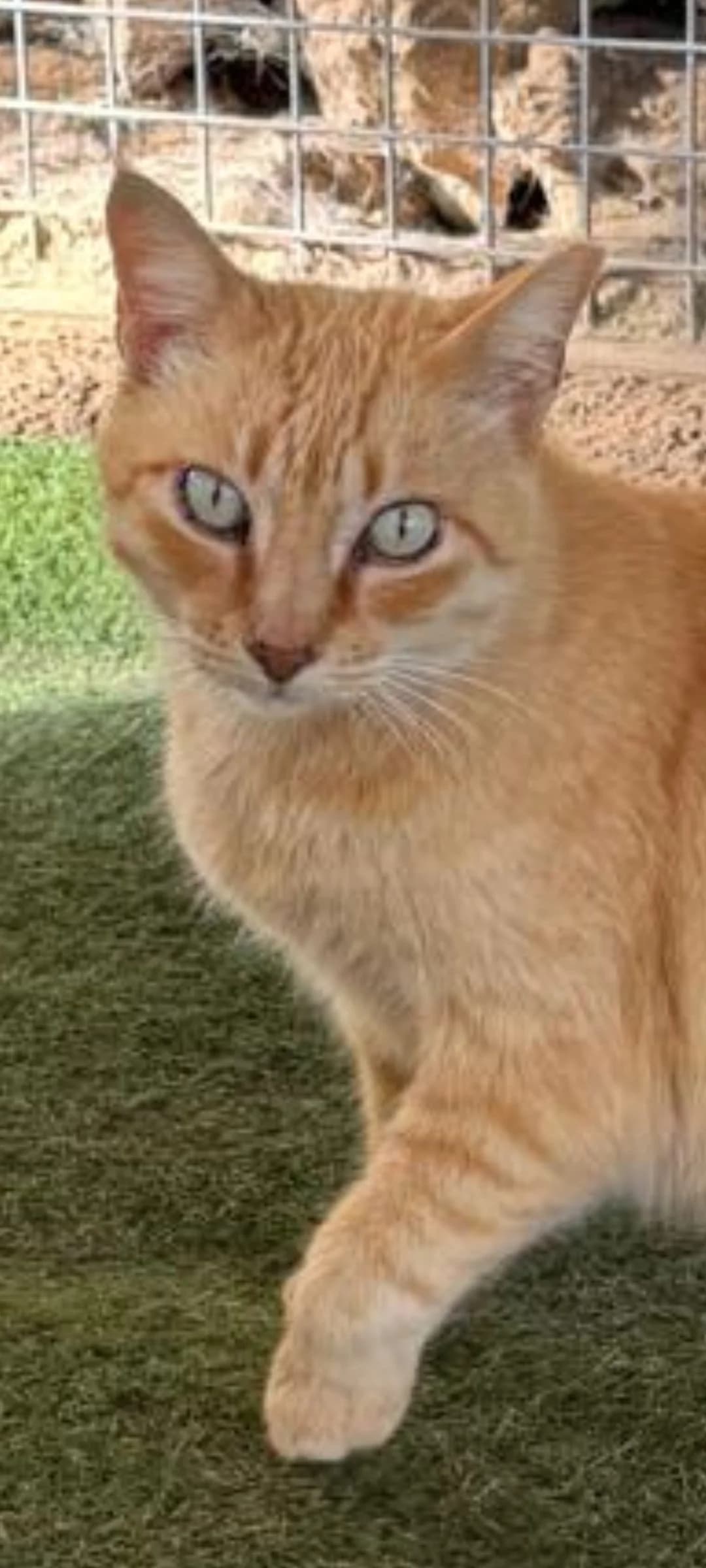 Ginger, male Mixed Breed for adoption at Refugio Acción del Sol Tenerife