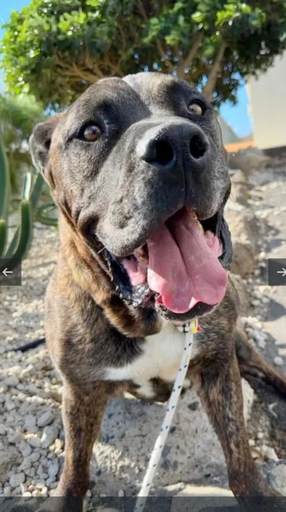 Mufasa, male Mixed Breed for adoption at Refugio Acción del Sol Tenerife