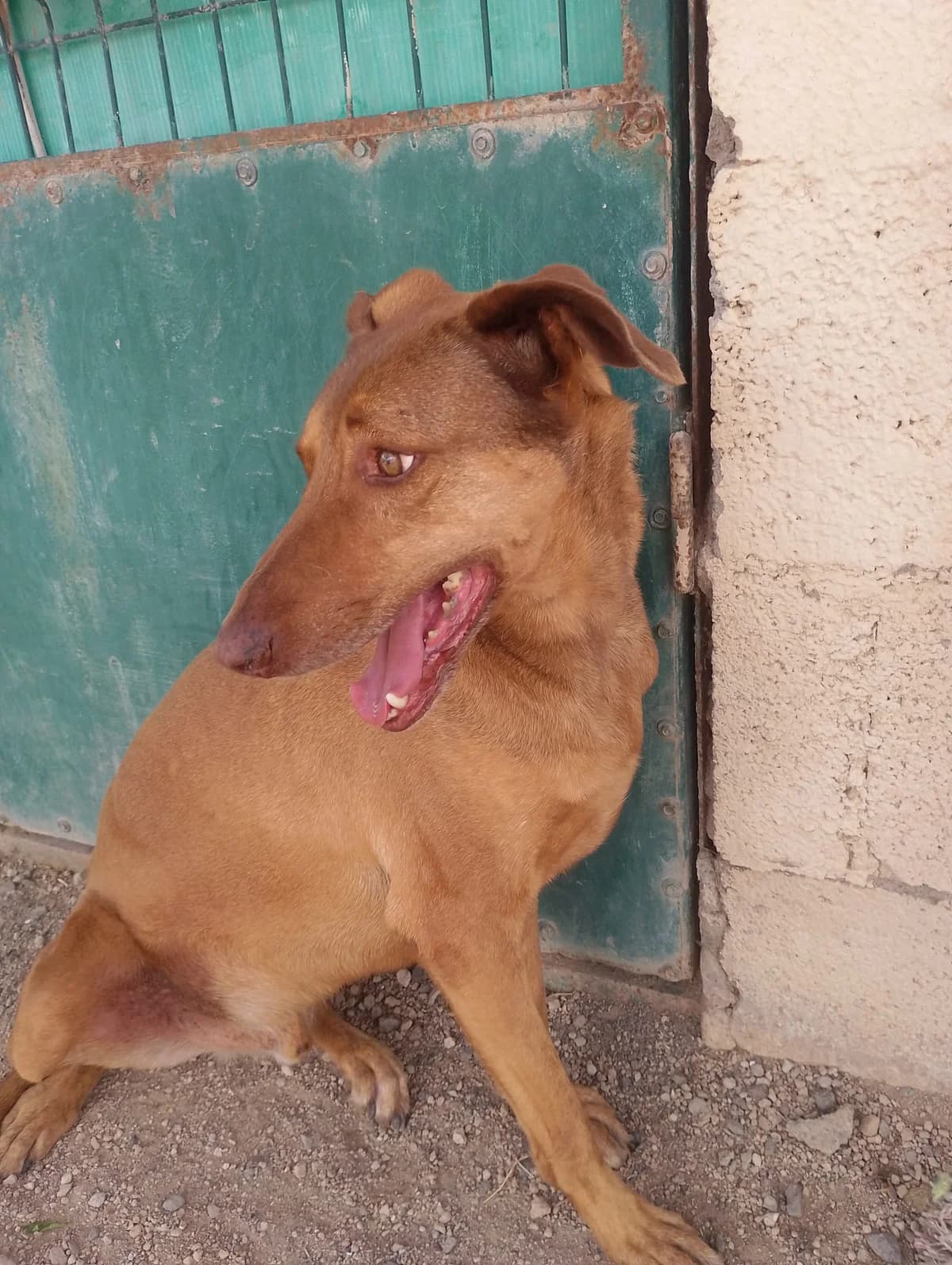 Sobeson, male Mixed Breed for adoption at Refugio Acción del Sol Tenerife