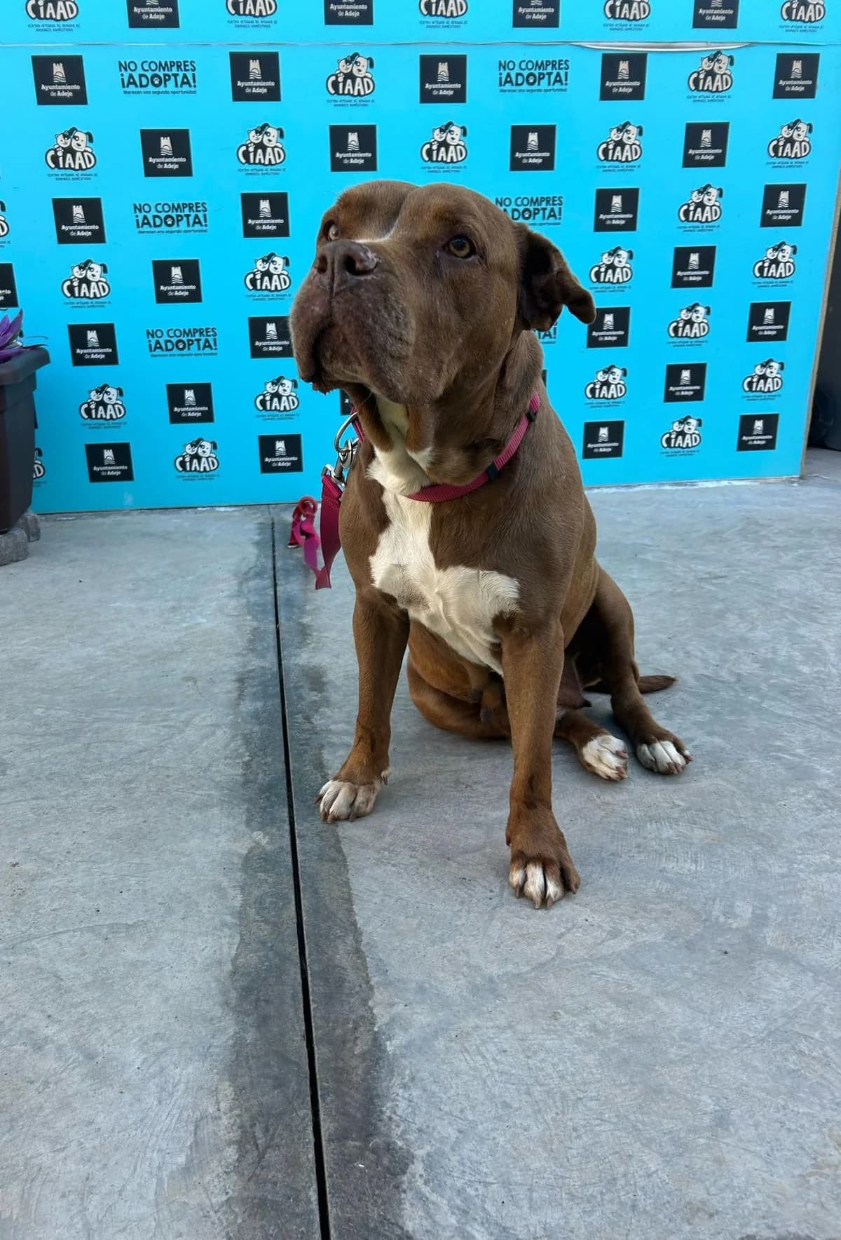 Kira, female Mixed Breed for adoption at Refugio Acción del Sol Tenerife
