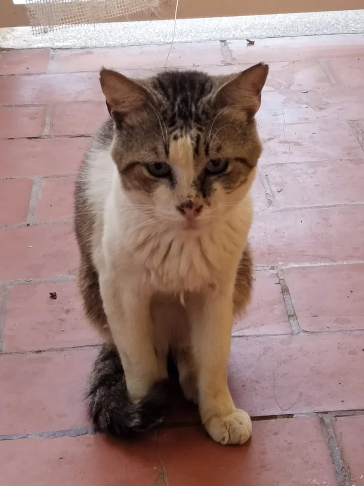 Mishi, male Mixed Breed for adoption at Refugio Acción del Sol Tenerife