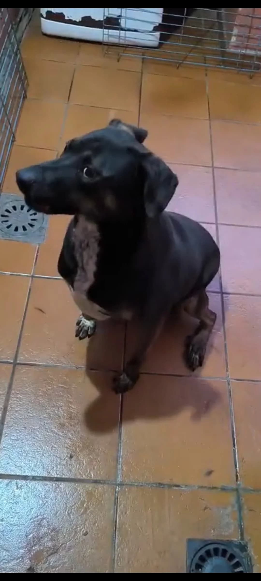 Lolo, male Mixed Breed for adoption at Refugio Acción del Sol Tenerife