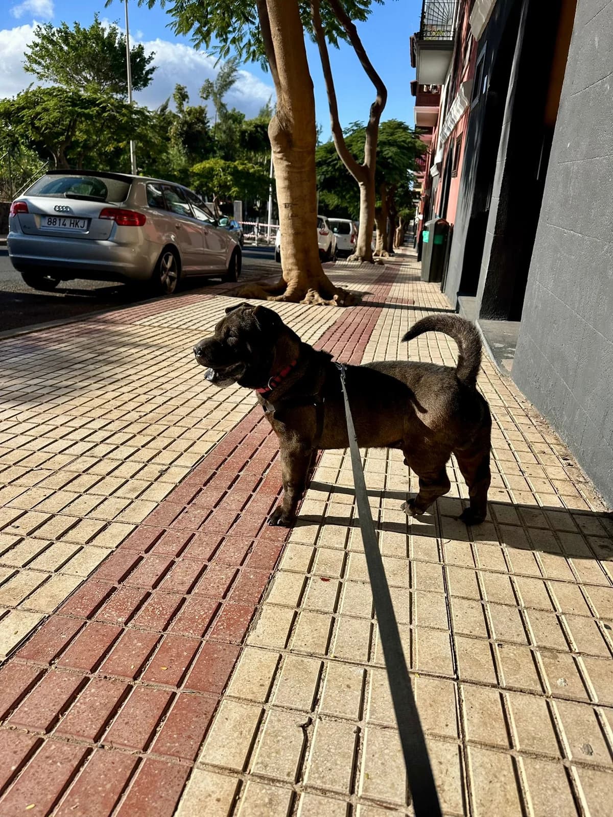 Pumba, male Mixed Breed for adoption at Refugio Acción del Sol Tenerife