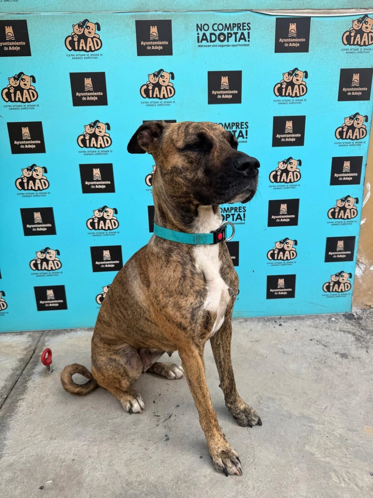 Tuna, female Mixed Breed for adoption at Refugio Acción del Sol Tenerife