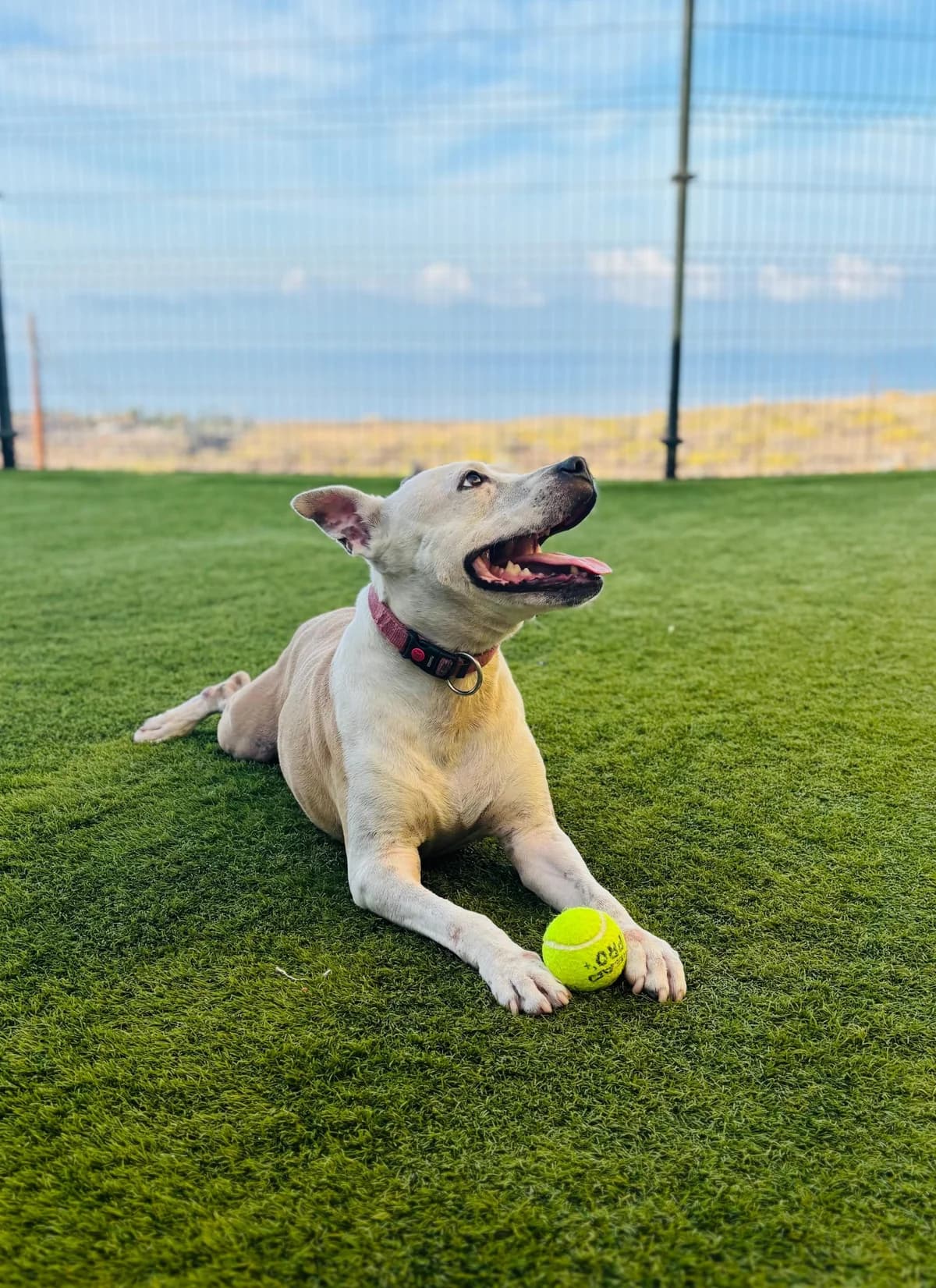 Carolina, female Mixed Breed for adoption at Refugio Acción del Sol Tenerife