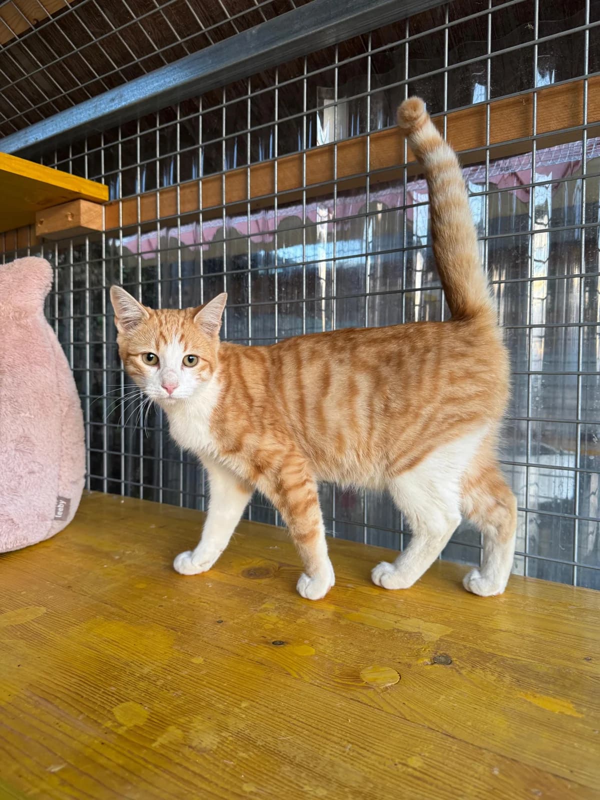 Poleon, male Mixed Breed for adoption at Refugio Acción del Sol Tenerife
