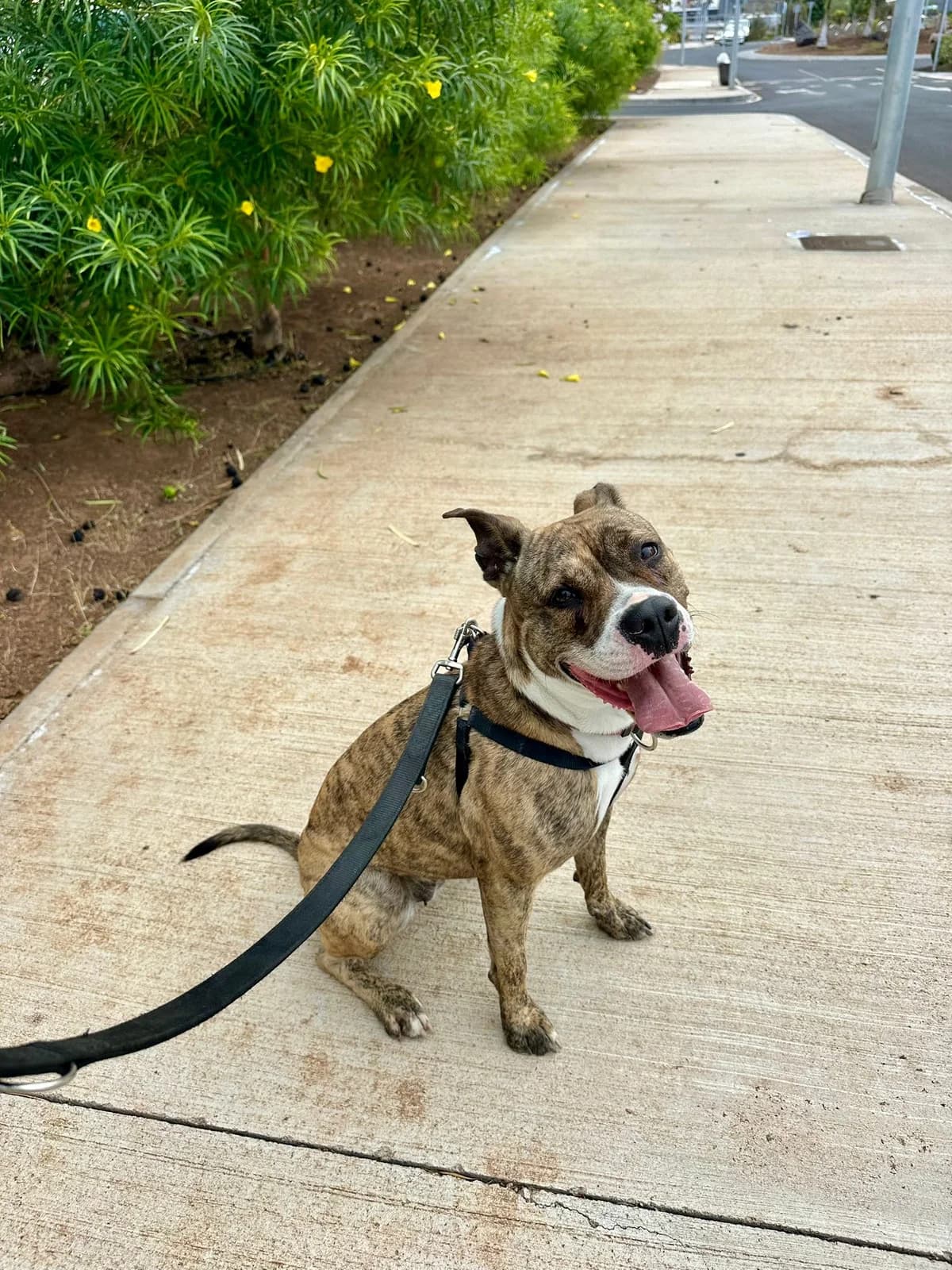 Lola, female Mixed Breed for adoption at Refugio Acción del Sol Tenerife
