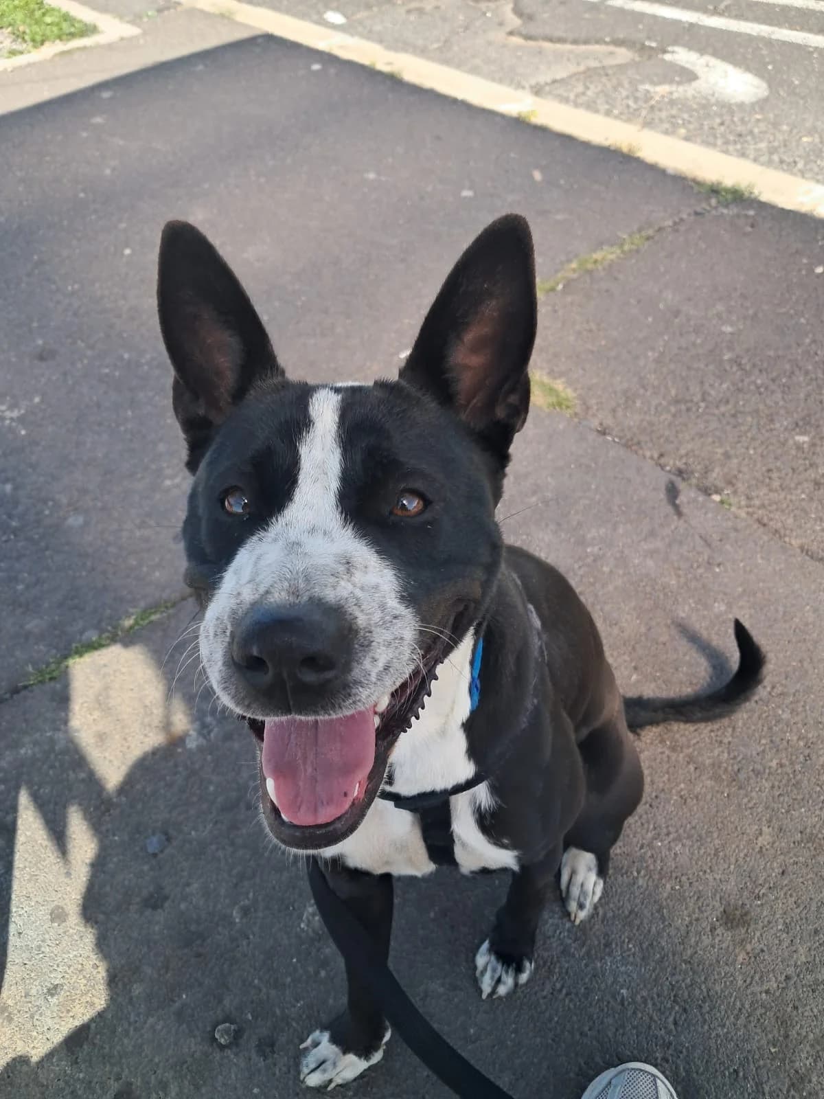 Ika, female Mixed Breed for adoption at Refugio Acción del Sol Tenerife