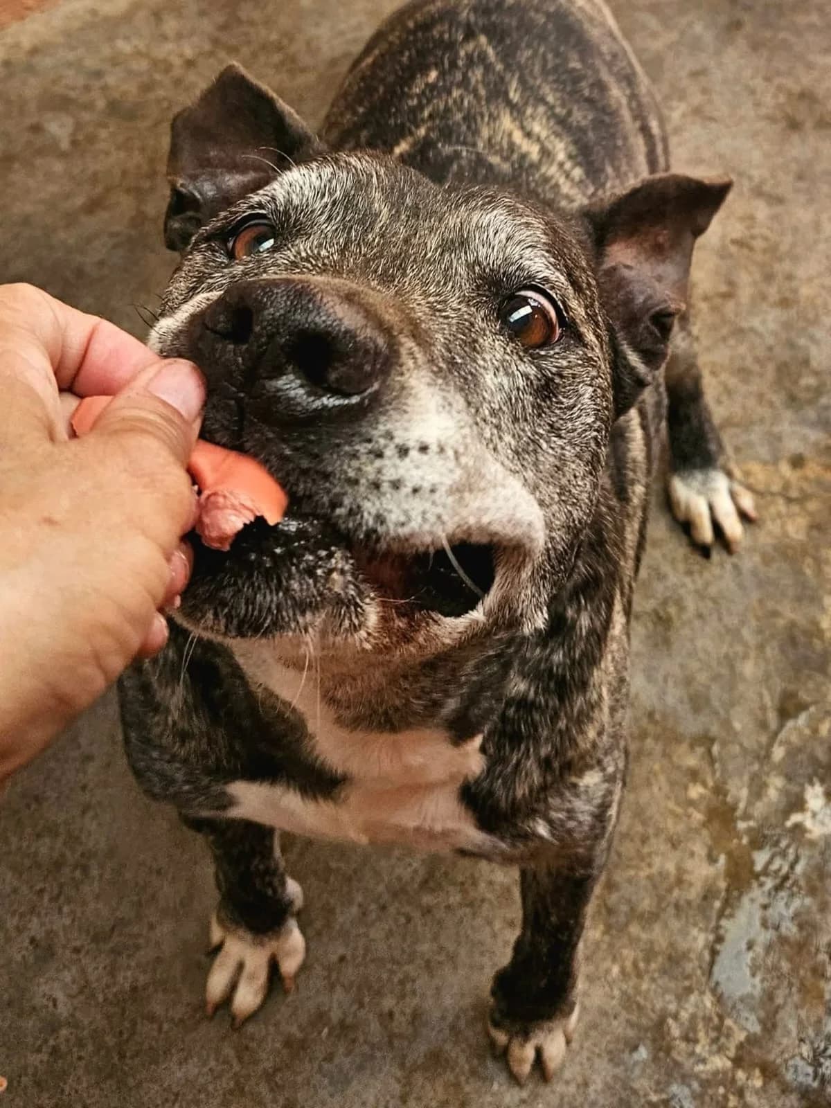 Buddy, male Mixed Breed for adoption at Refugio Acción del Sol Tenerife
