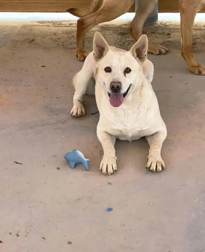 Orxato, male Mixed Breed for adoption at Refugio Acción del Sol Tenerife