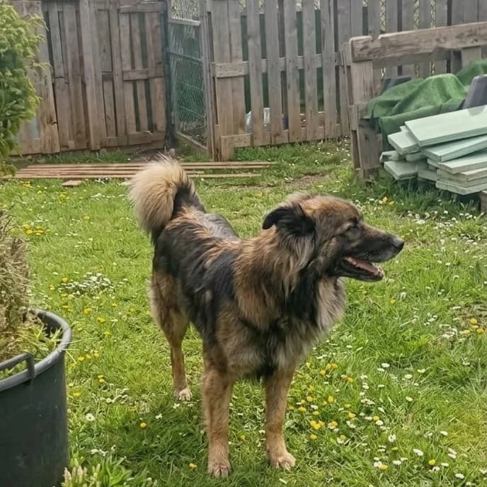 Aithor, male Mixed Breed for adoption at Refugio Acción del Sol Tenerife