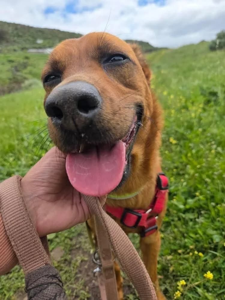 Suna, female Mixed Breed for adoption at Refugio Acción del Sol Tenerife