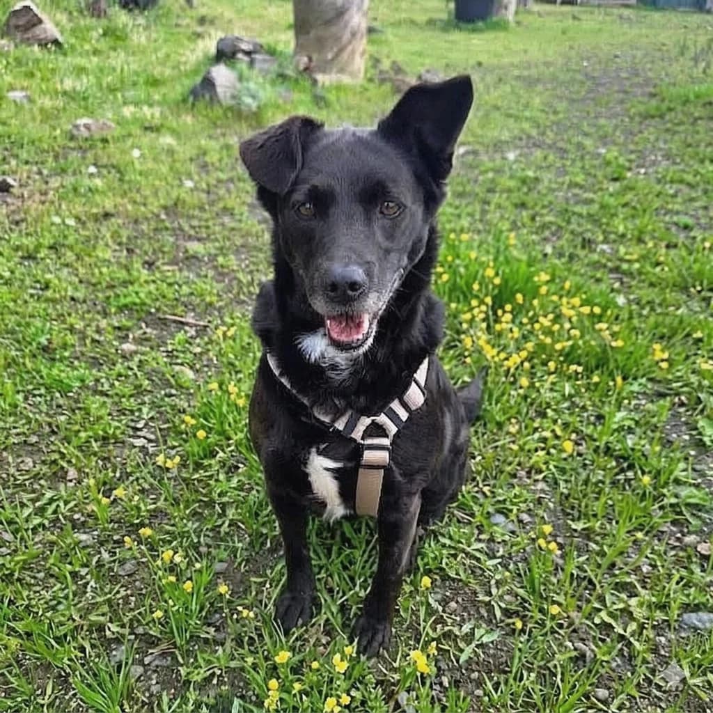 Nero, male Mixed Breed for adoption at Refugio Acción del Sol Tenerife