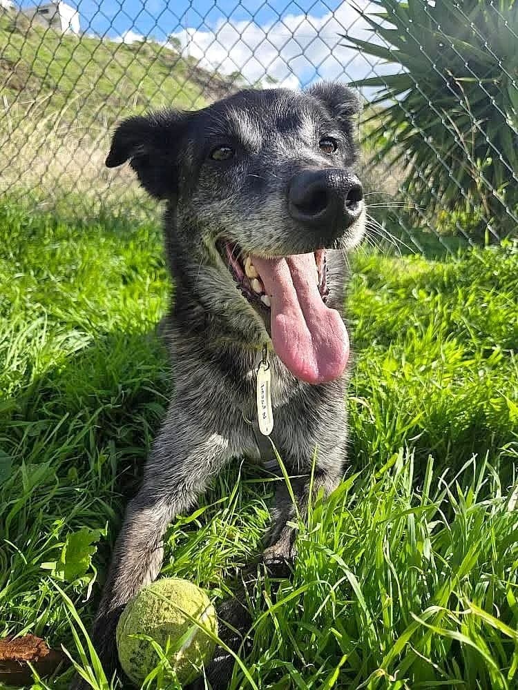 Morgan, male Mixed Breed for adoption at Refugio Acción del Sol Tenerife