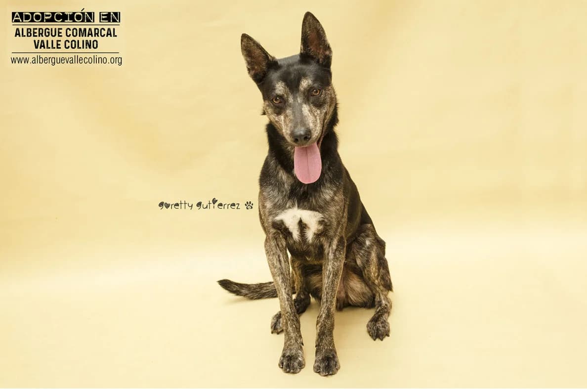 Lico, male Mixed Breed for adoption at Refugio Acción del Sol Tenerife