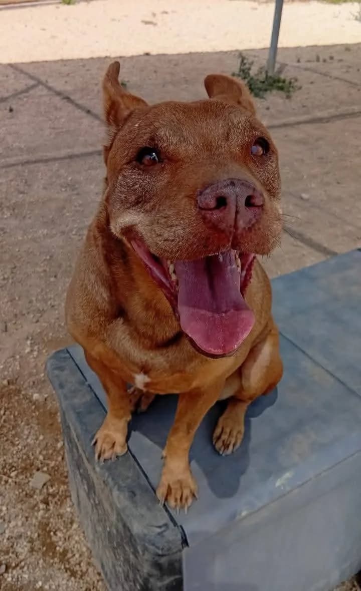 Fifí, female Mixed Breed for adoption at Refugio Acción del Sol Tenerife