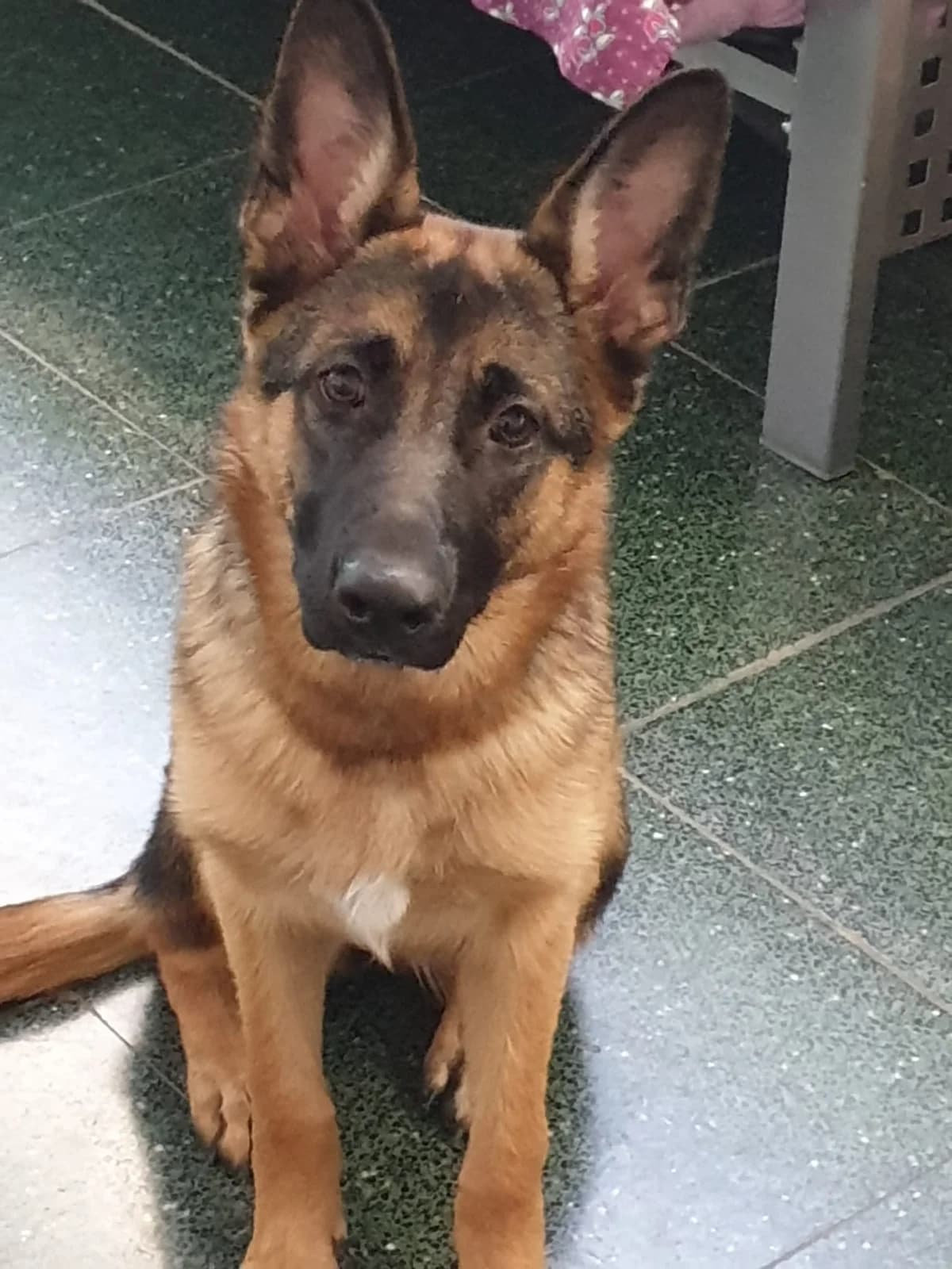 Loba, female Mixed Breed for adoption at Refugio Acción del Sol Tenerife