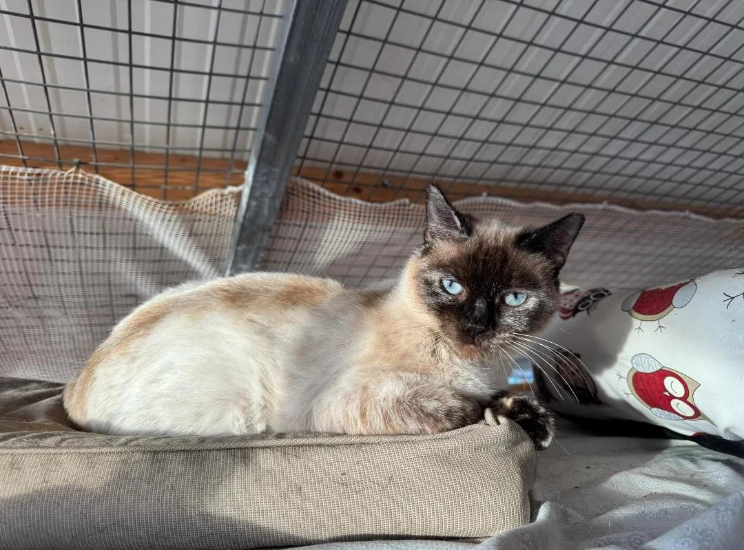 Gloria, Mixed Breed (Refugio Acción del Sol Tenerife)