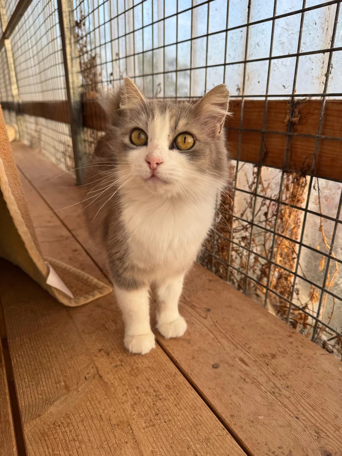 Bianca, Mixed Breed (Refugio Acción del Sol Tenerife)