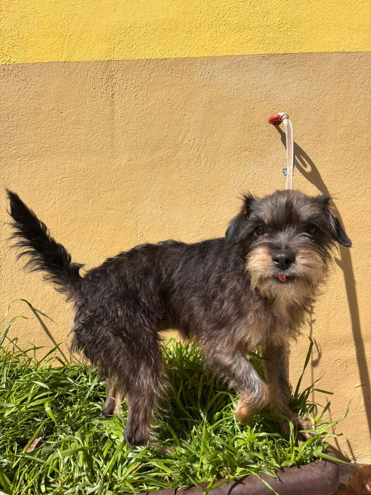 Sandy, Mixed Breed (Refugio Acción del Sol Tenerife)