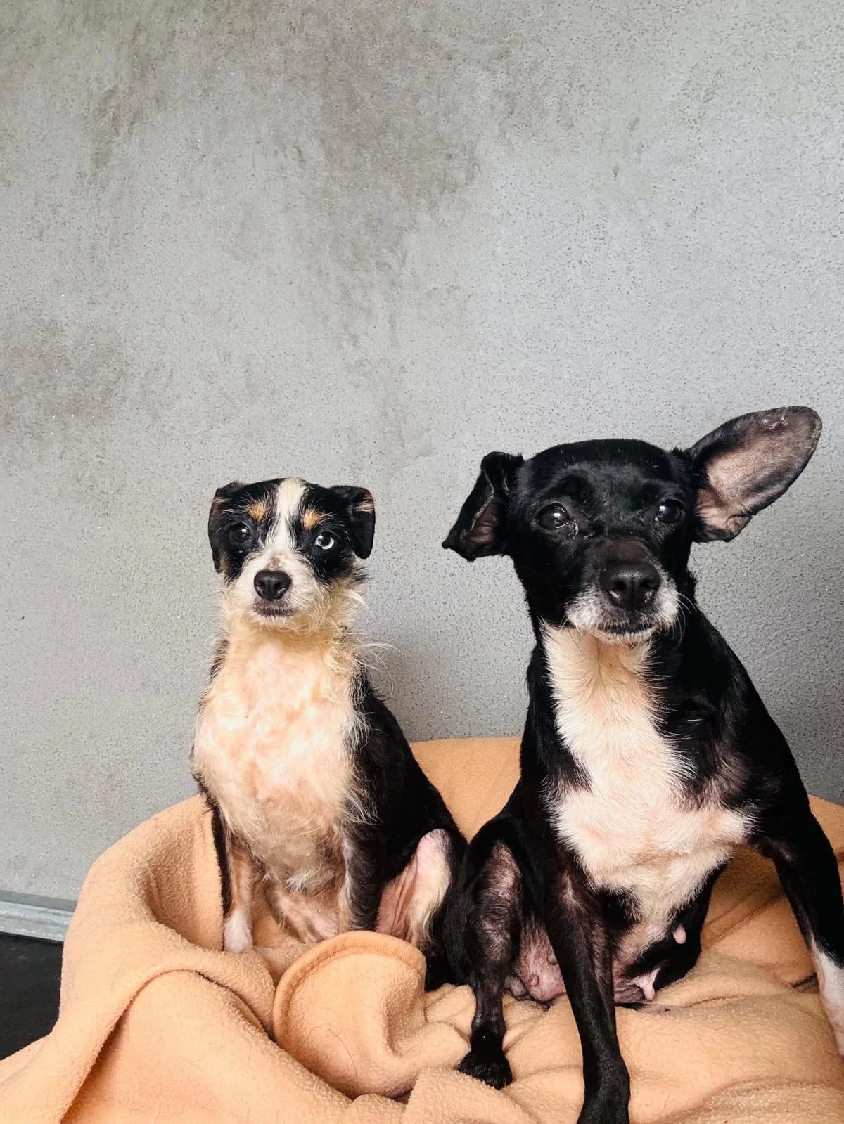 Tirma y Catalina, Mixed Breed (Refugio Acción del Sol Tenerife)