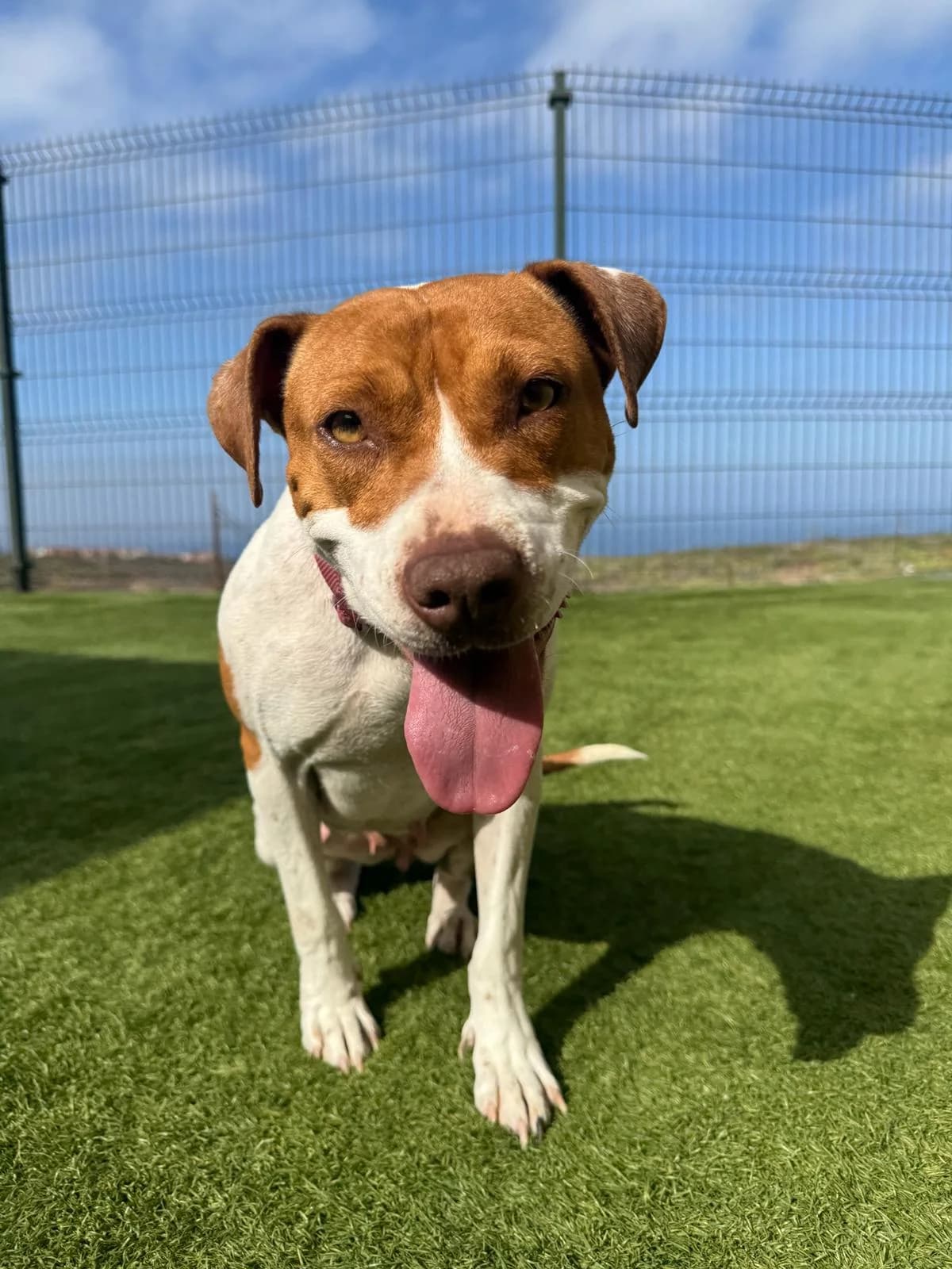 Bilma, female Mixed Breed for adoption at Refugio Acción del Sol Tenerife