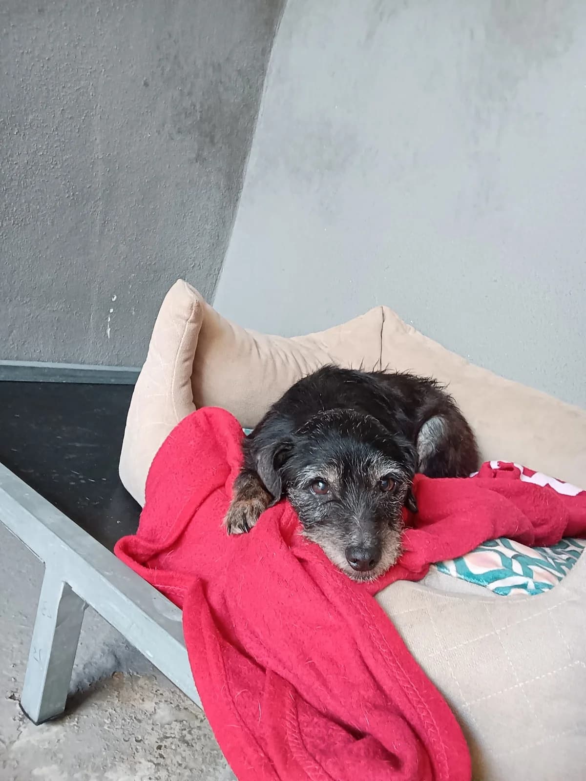 Ashoka, female Mixed Breed for adoption at Refugio Acción del Sol Tenerife