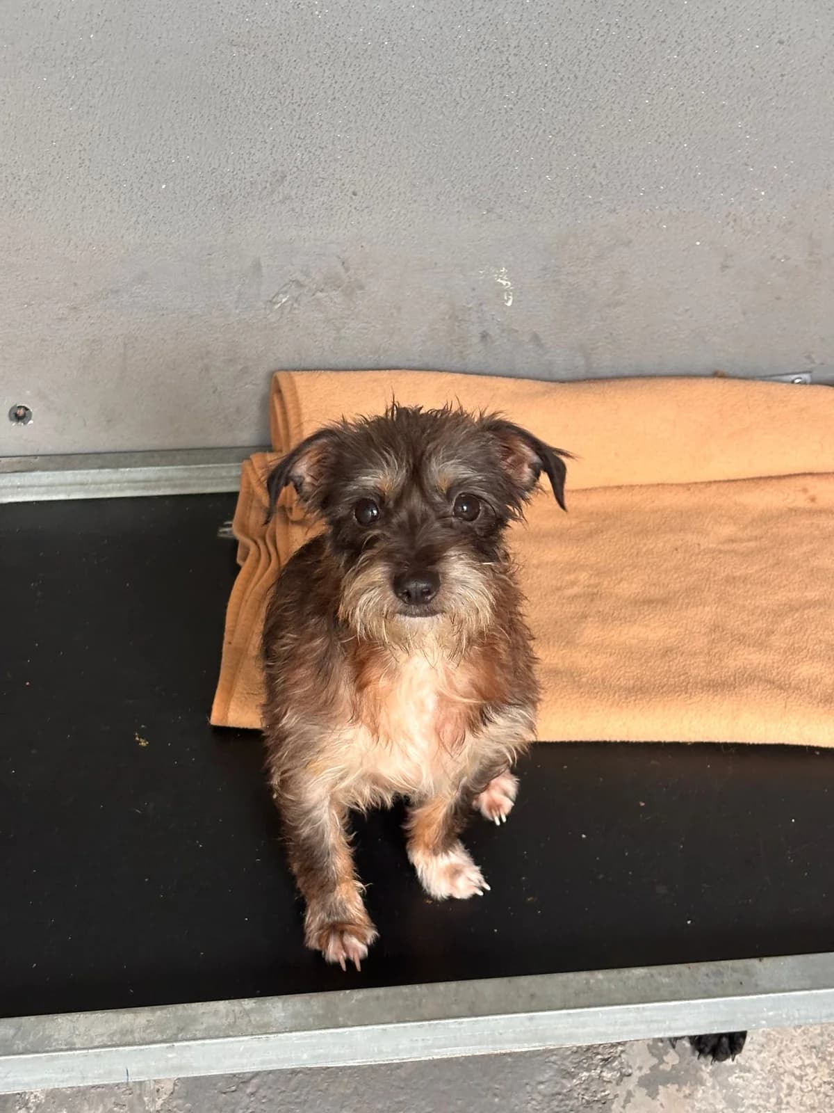 Calma, female Mixed Breed for adoption at Refugio Acción del Sol Tenerife