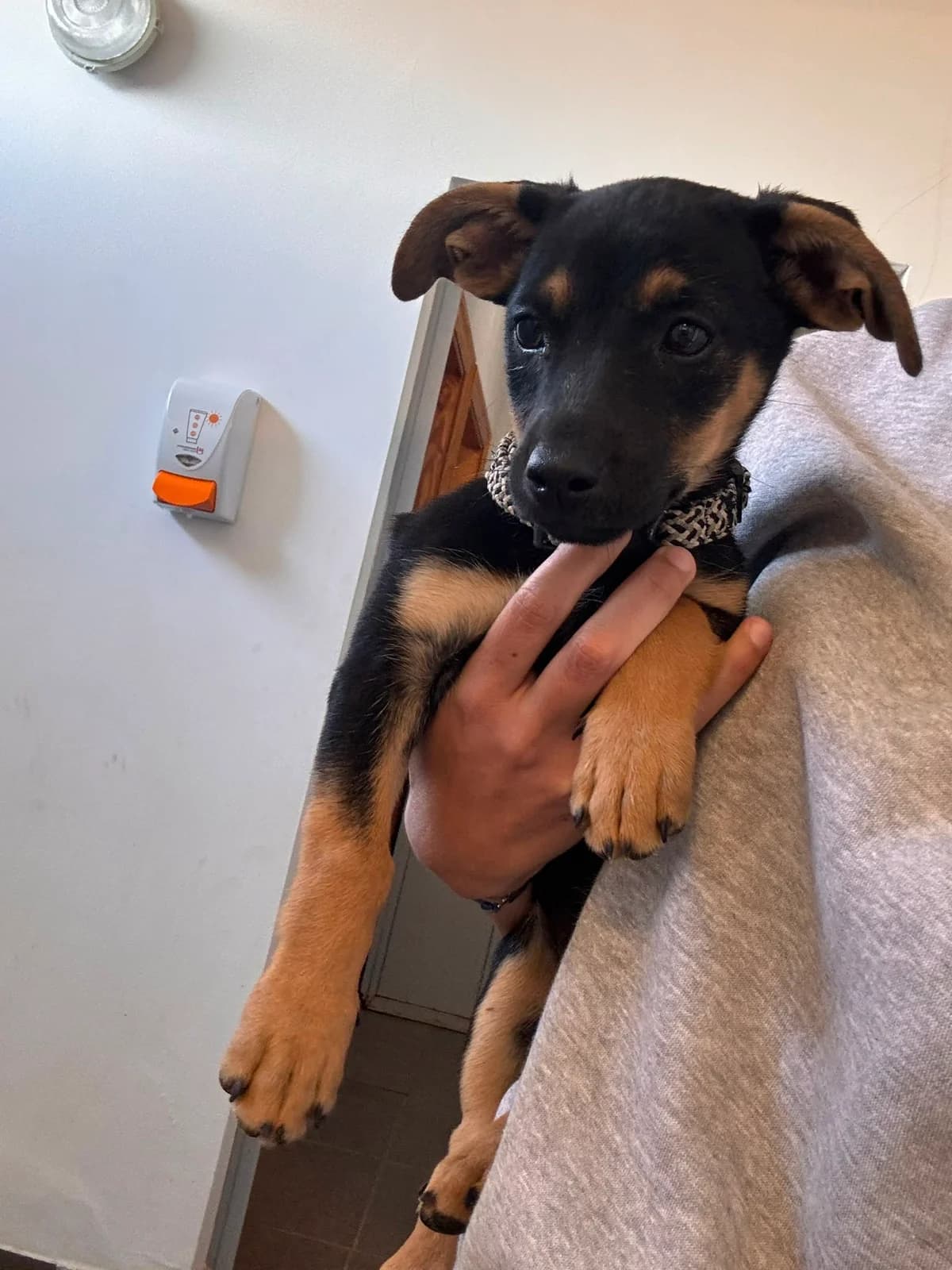 Sarabi, female Mixed Breed for adoption at Refugio Acción del Sol Tenerife