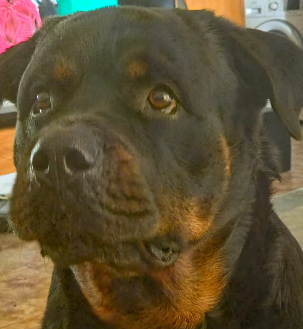 Thor, male Mixed Breed for adoption at Refugio Acción del Sol Tenerife