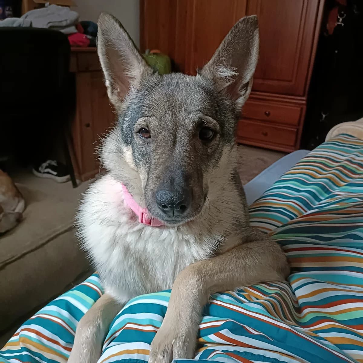 Yvis, female Mixed Breed for adoption at Refugio Acción del Sol Tenerife
