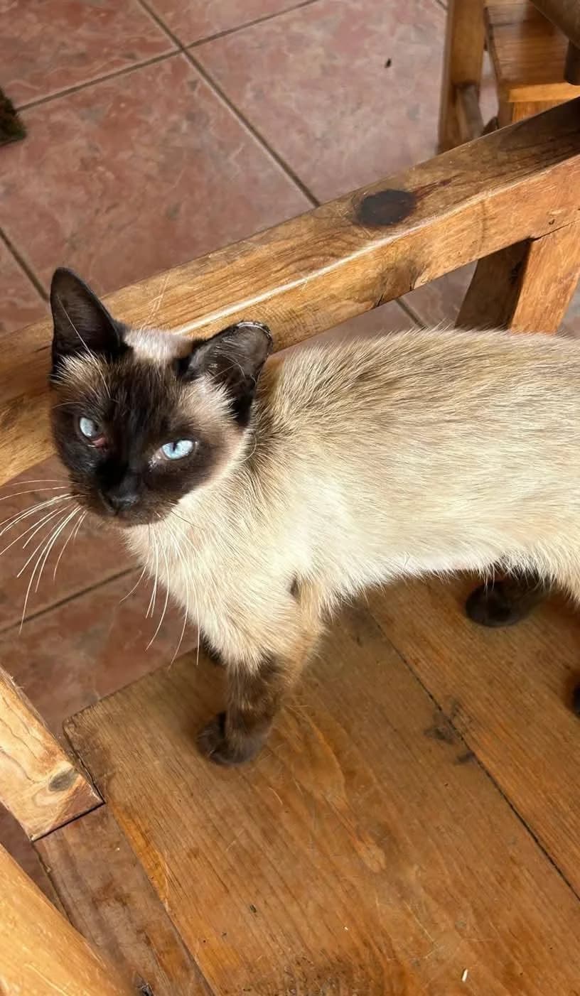 Suave, female Mixed Breed for adoption at Refugio Acción del Sol Tenerife