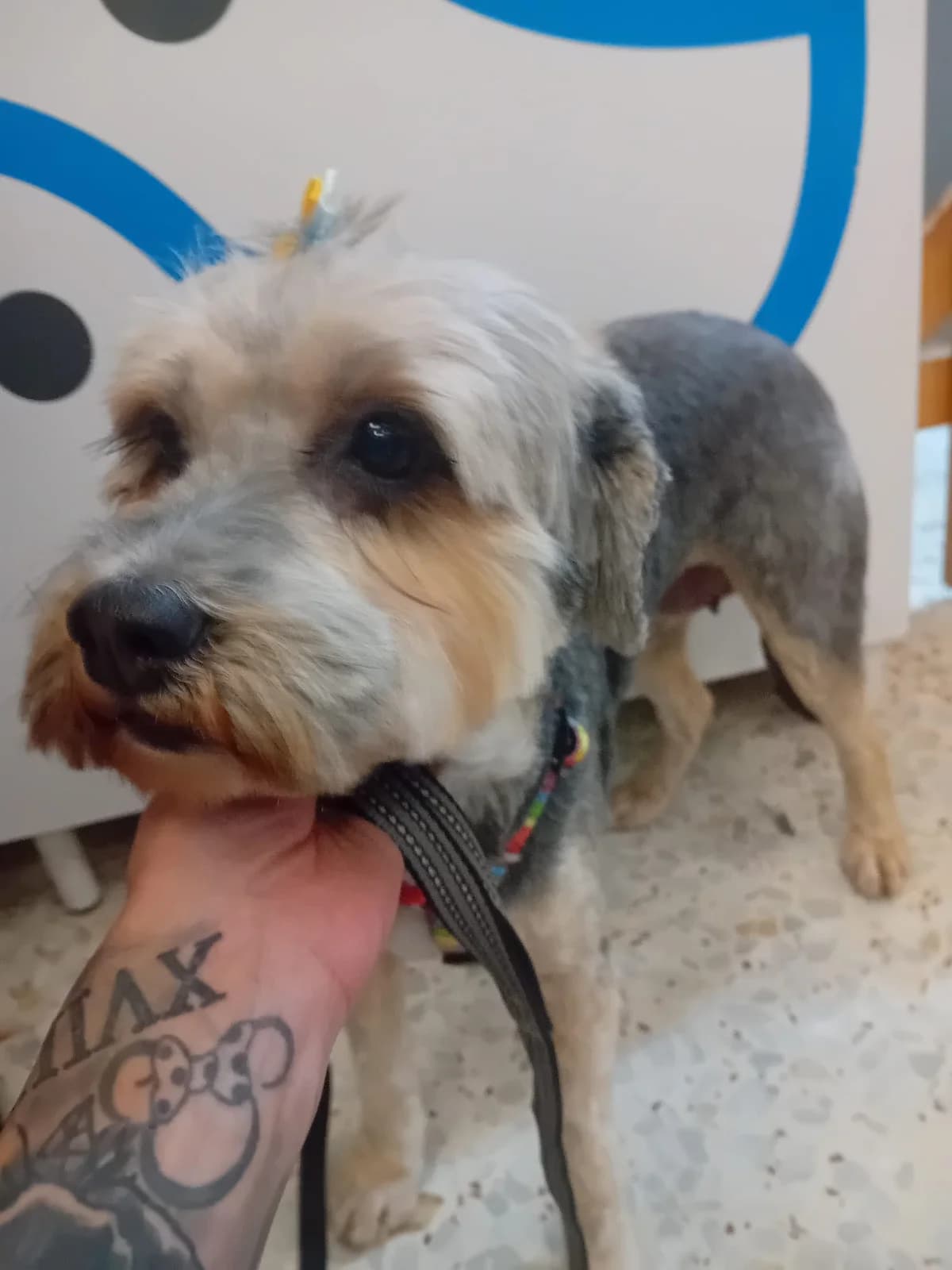 Deysi, female Mixed Breed for adoption at Refugio Acción del Sol Tenerife