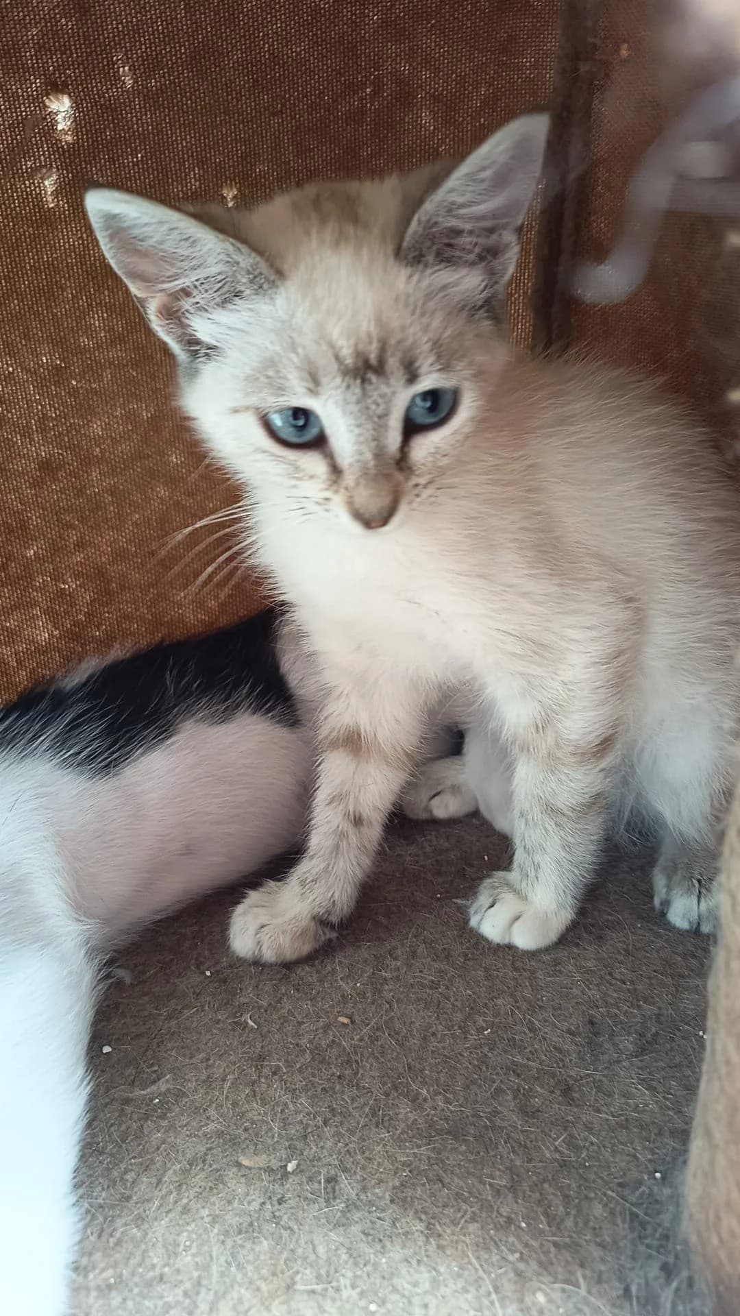 Sandy, male Mixed Breed for adoption at Refugio Acción del Sol Tenerife