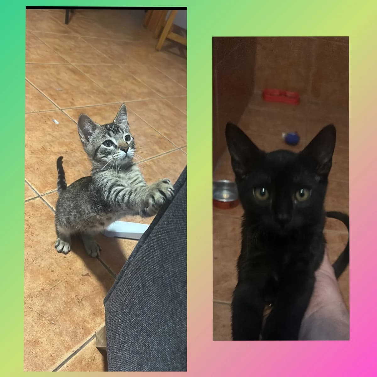 Tigrito y Carboni, male Mixed Breed for adoption at Refugio Acción del Sol Tenerife