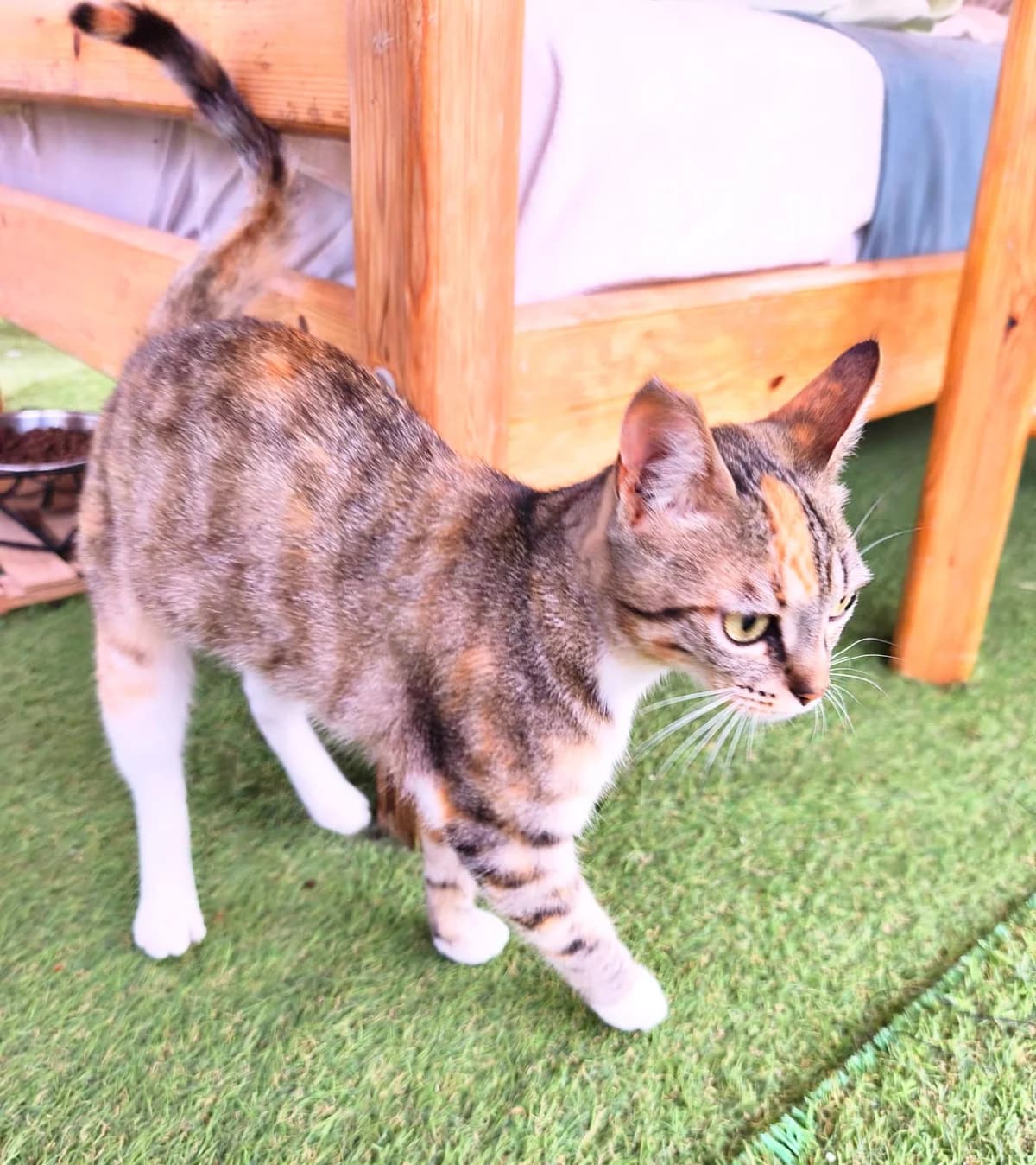 Nami, female Mixed Breed for adoption at Refugio Acción del Sol Tenerife